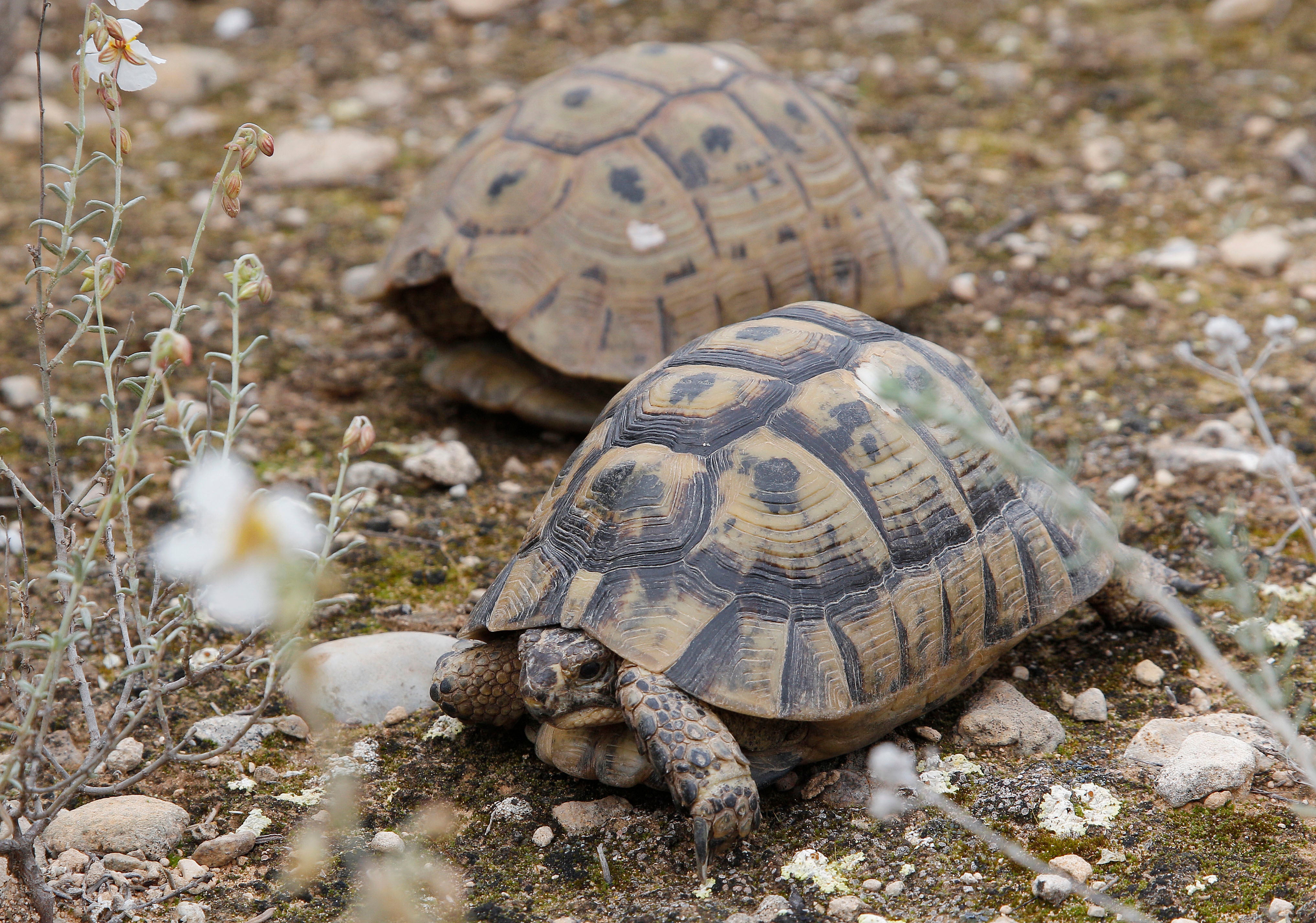 José Antonio Cabrera de Ecologistas en Acción: "2.043 tortugas han muerto posiblemente por el estrés de acumulación en el Centro de Recuperación" José Antonio Cabrera de Ecologistas en Acción: "2.043 tortugas han muerto posiblemente por el estrés de acumulación en el Centro de Recuperación"