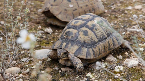 Dos ejemplares de Tortuga Mora. 