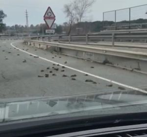 Aparecen cientos de pájaros muertos cerca de la petroquímica de Tarragona Aparecen cientos de pájaros muertos cerca de la petroquímica de Tarragona