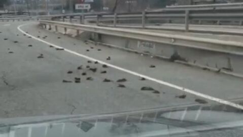 Aparecen cientos de p&aacute;jaros muertos cerca de la petroqu&iacute;mica de Tarragona