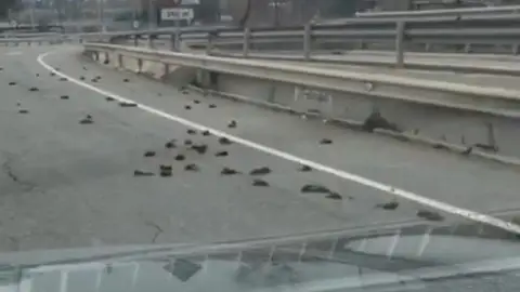 Aparecen cientos de pájaros muertos cerca de la petroquímica de Tarragona Aparecen cientos de pájaros muertos cerca de la petroquímica de Tarragona