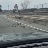 Aparecen cientos de pájaros muertos cerca de la petroquímica de Tarragona