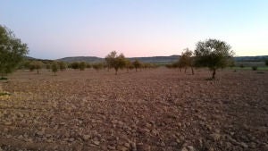 Olivar en Villaconejos Olivar en Villaconejos