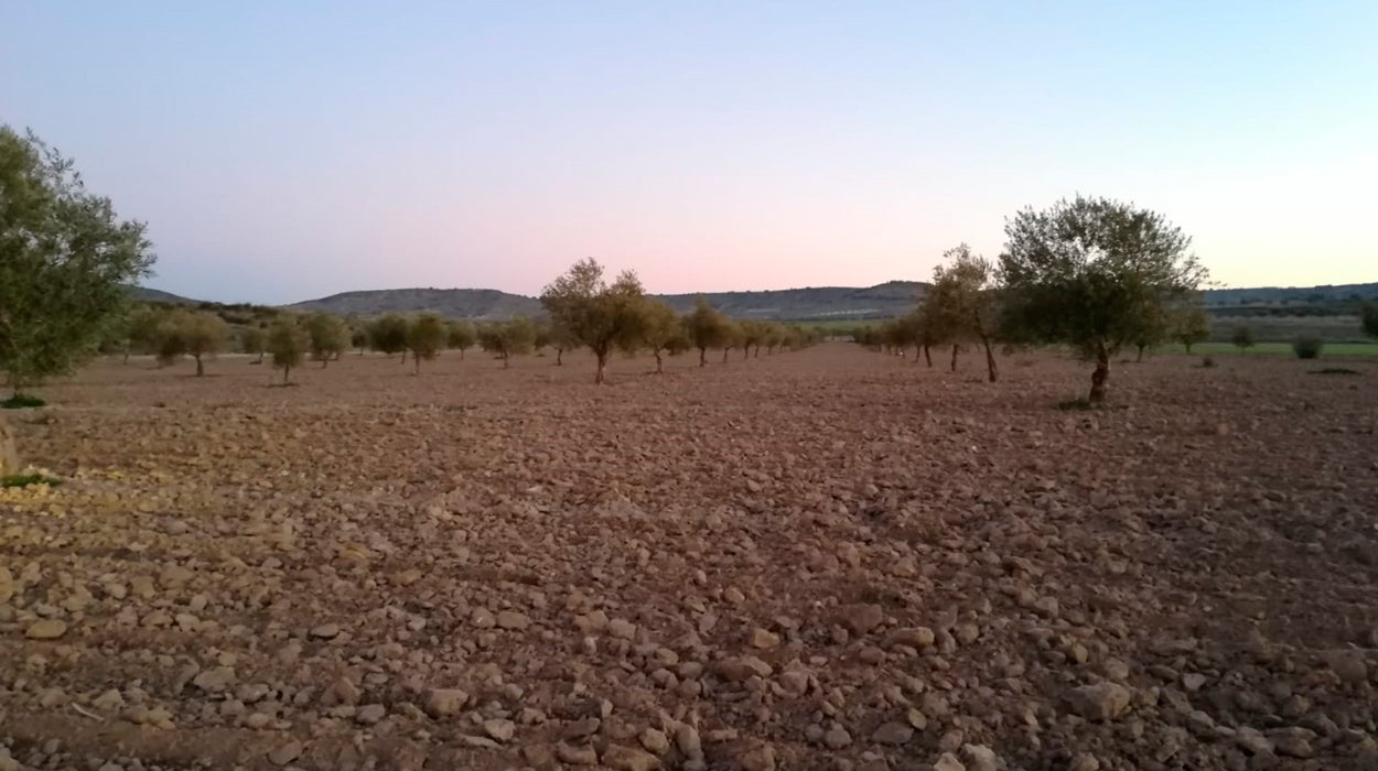 Oliete, el pueblo turolense artífice de "Apadrina un olivo", una ingeniosa iniciativa para luchar contra la despoblación Oliete, el pueblo turolense artífice de "Apadrina un olivo", una ingeniosa iniciativa para luchar contra la despoblación