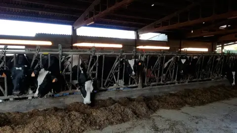 Vacas de una ganadería Vacas de una ganadería