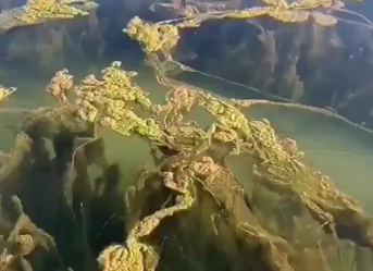 Las algas filamentosas inundan el Mar Menor aunque el gobierno de Murcia sostiene que el baño es óptimo Las algas filamentosas inundan el Mar Menor aunque el gobierno de Murcia sostiene que el baño es óptimo