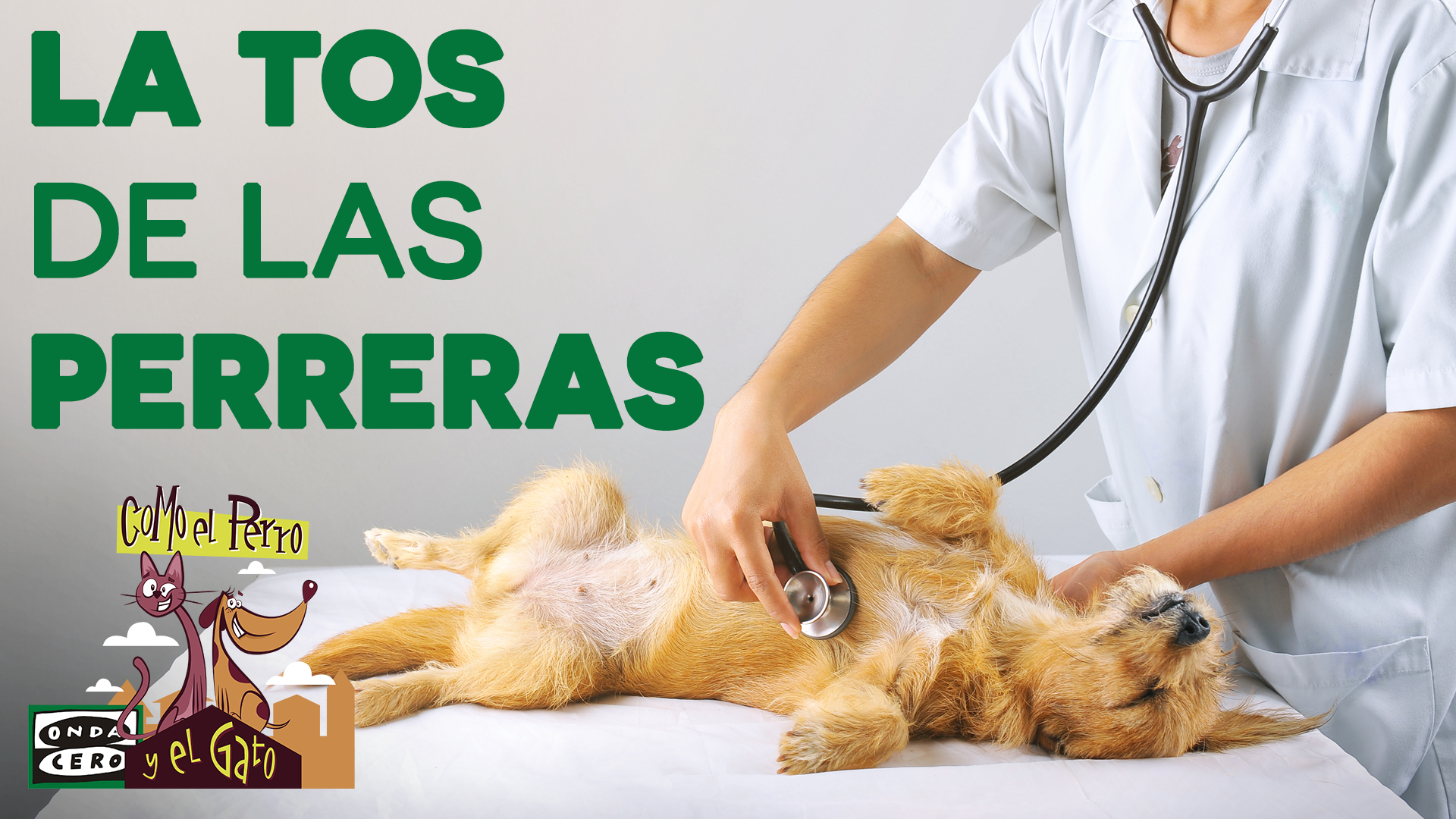 ¿Qué es la tos de las perreras, cuáles son sus síntomas y cómo se trata? ¿Qué es la tos de las perreras, cuáles son sus síntomas y cómo se trata?