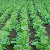 produccion agricola produccion agricola