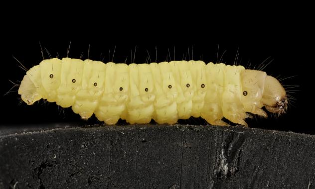 La brújula de la ciencia: La larva que podría acabar con los residuos plásticos episode artwork