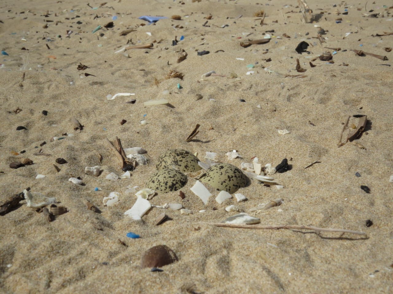 Amigos de los Humedales del Sur de Alicante piden limitar la limpieza mecánica de las playas de Elche Amigos de los Humedales del Sur de Alicante piden limitar la limpieza mecánica de las playas de Elche