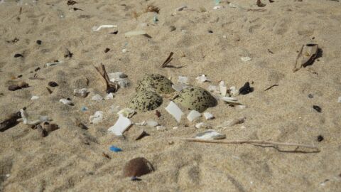 Huevos de chorlitejo patinegro en la playa de Guardamar del Segura.