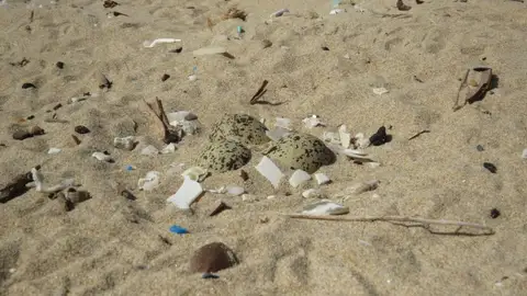 Huevos de chorlitejo patinegro en la playa de Guardamar del Segura. Huevos de chorlitejo patinegro en la playa de Guardamar del Segura.