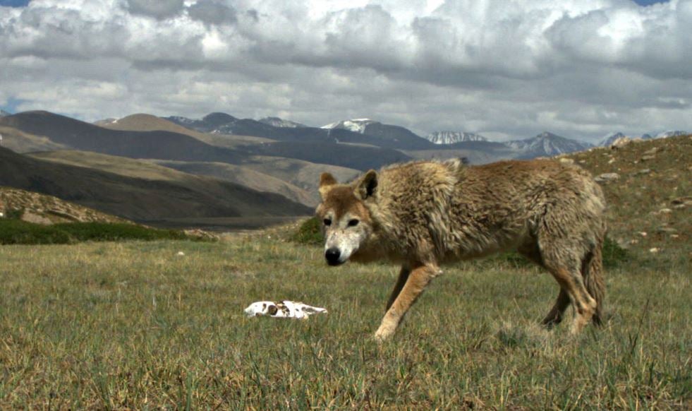 Miedo al Lobo entre los ganaderos de La Sierra Miedo al Lobo entre los ganaderos de La Sierra