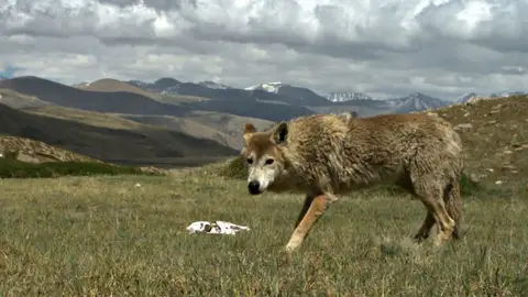 La dura vida del lobo del Himalaya lo ha hecho unico La dura vida del lobo del Himalaya lo ha hecho unico