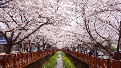 Cerezos en flor, Gunhangje