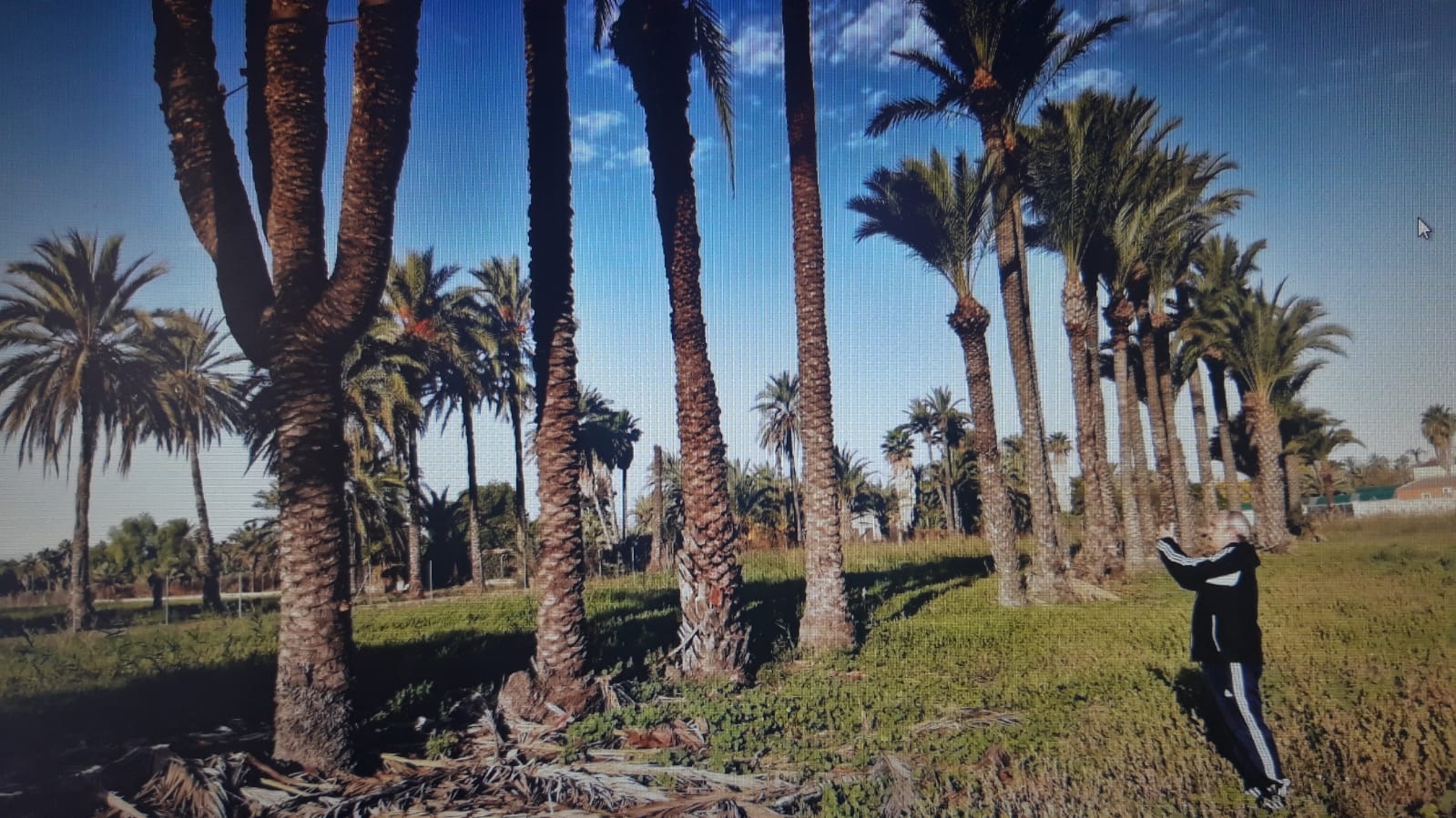 El ilicitano Juan Antón recorre 900 kilómetros de palmeral en seis meses y localiza nuevas palmeras singulares El ilicitano Juan Antón recorre 900 kilómetros de palmeral en seis meses y localiza nuevas palmeras singulares