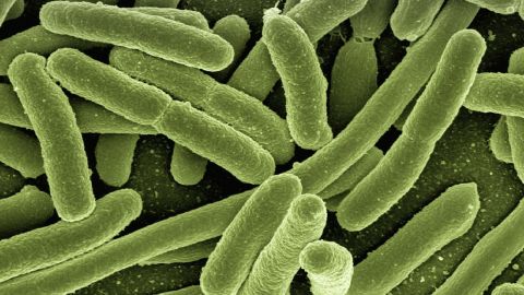 Bacterias