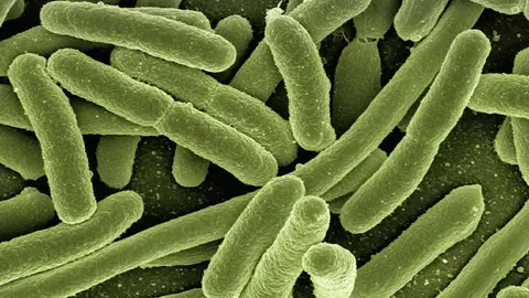 Bacterias Bacterias