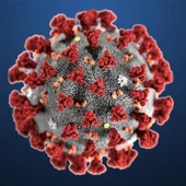 coronavirus coronavirus