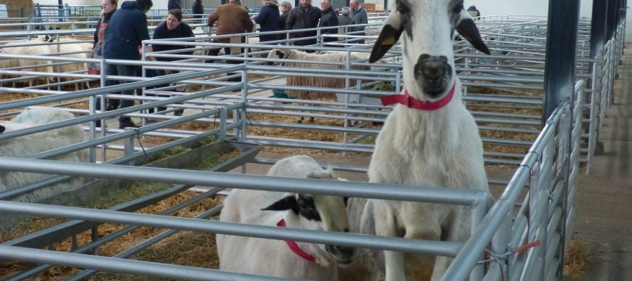 Aplazada la Feria Nacional de Ganado Ovino Selecto de Raza Churra Aplazada la Feria Nacional de Ganado Ovino Selecto de Raza Churra