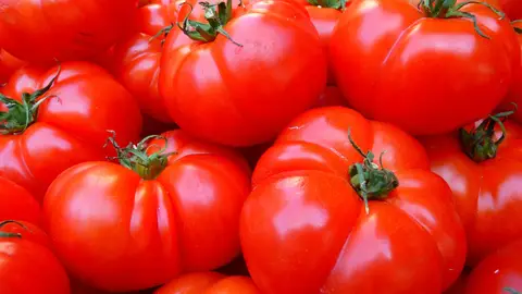 La proteina que ayudo a aumentar cien veces el tamano de los tomates La proteina que ayudo a aumentar cien veces el tamano de los tomates