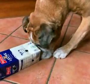 Diez juegos para hacer con tu perro durante el aislamiento por el coronavirus Diez juegos para hacer con tu perro durante el aislamiento por el coronavirus