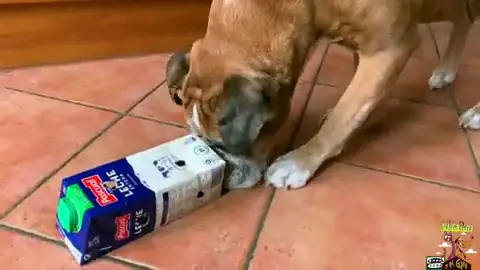 Diez juegos para hacer con tu perro durante el aislamiento por el coronavirus Diez juegos para hacer con tu perro durante el aislamiento por el coronavirus