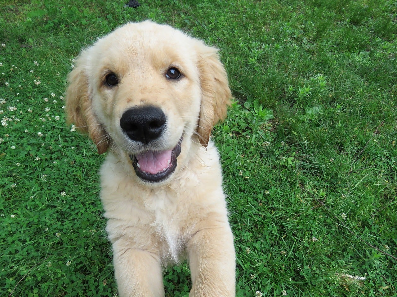La enternecedora historia de Tao y Oko, un perro ciego que usa al otro como guía La enternecedora historia de Tao y Oko, un perro ciego que usa al otro como guía