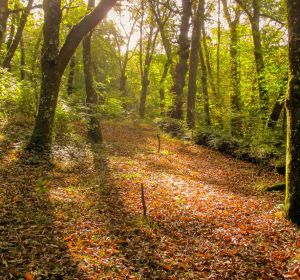 Bosque Bosque