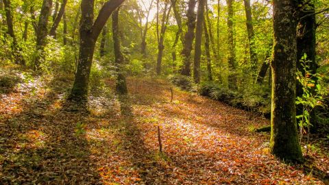 Bosque