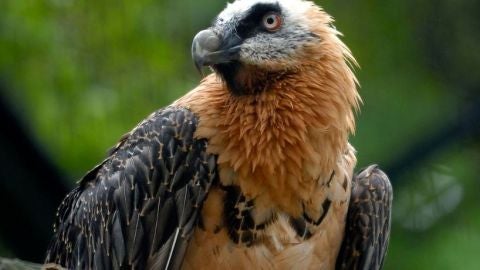 Nace el primer quebrantahuesos en los Picos de Europa desde su extincion hace siete decadas