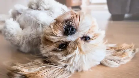 Como seguir cuidando de tu mascota ante la crisis del COVID 19 Como seguir cuidando de tu mascota ante la crisis del COVID 19
