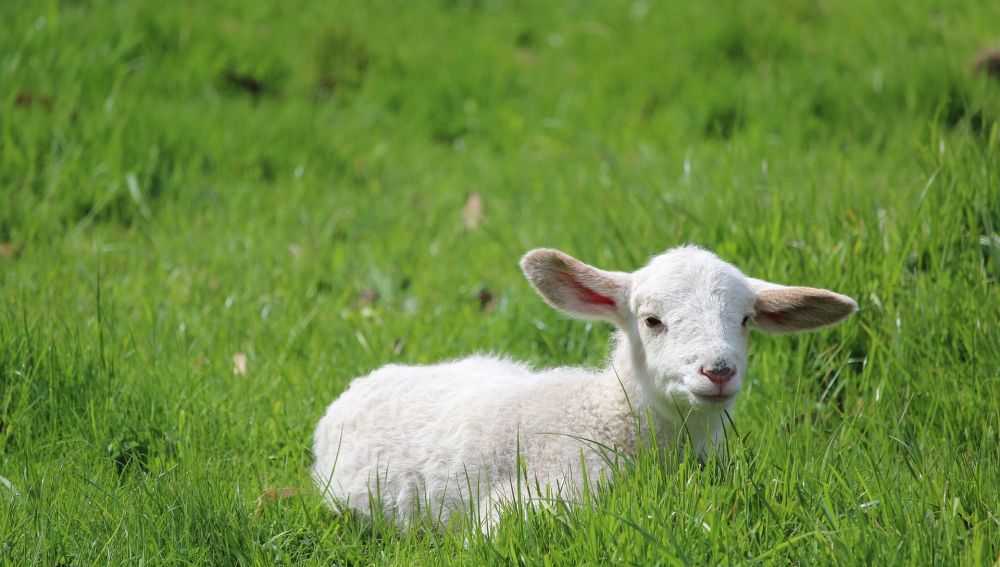 La crisis sanitaria ha provocado un descenso en el consumo de carne de ovino