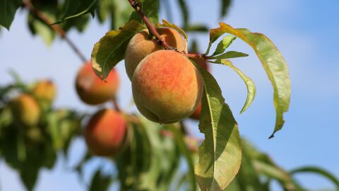 La temporada de recogida de la fruta comenzar&aacute;n en unas semanas