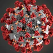 coronavirus coronavirus