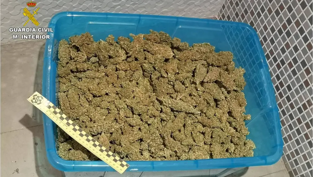 Parte de la marihuana incautada por la Guardia Civil en Novelda.