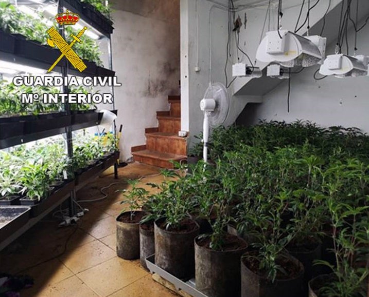 La Guardia Civil localiza en un domicilio de Novelda una plantación con 558 plantas de marihuana La Guardia Civil localiza en un domicilio de Novelda una plantación con 558 plantas de marihuana