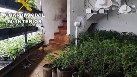 Plantas de marihuana en el interior de la vivienda de Novelda.