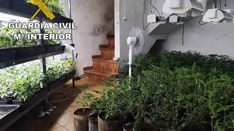 Plantas de marihuana en el interior de la vivienda de Novelda. Plantas de marihuana en el interior de la vivienda de Novelda.