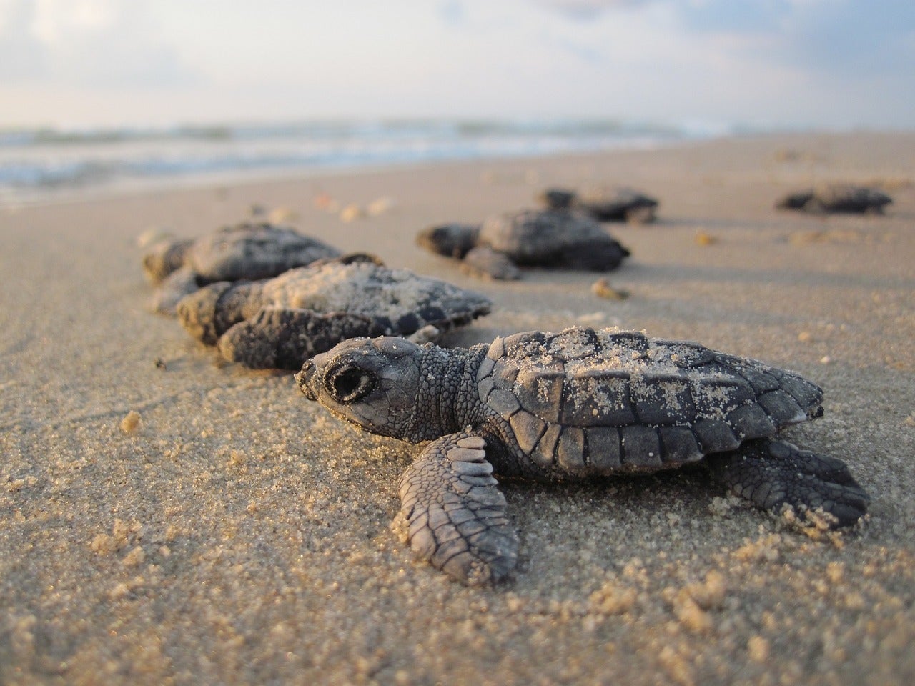 Divulga que algo queda: ¿Por qué las tortugas andan tan despacio? Divulga que algo queda: ¿Por qué las tortugas andan tan despacio?