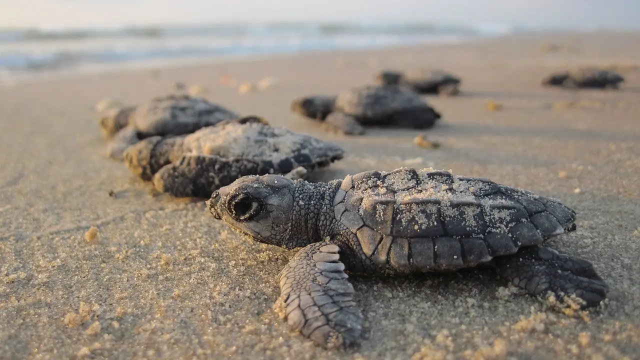 Tortugas en una playa Tortugas en una playa