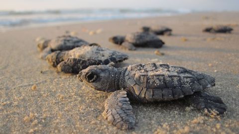 Tortugas en una playa