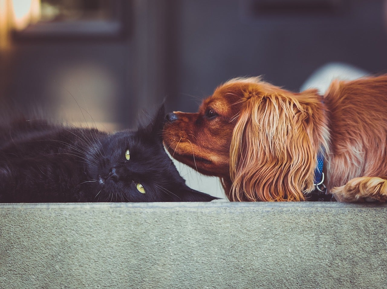 ¿Cómo acostumbrar a perros y gatos a convivir juntos? ¿Cómo acostumbrar a perros y gatos a convivir juntos?