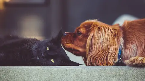 Gato y perro Gato y perro