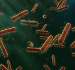 Bacterias Bacterias