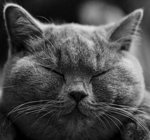 Gato british Gato british