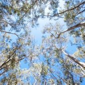 Los bosques maduros no almacenaran mas carbono de la atmosfera