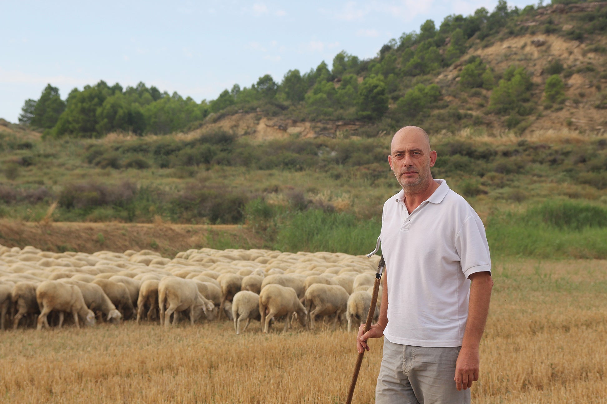 Cordero de Navarra lamenta “la delicada situación del sector” Cordero de Navarra lamenta “la delicada situación del sector”