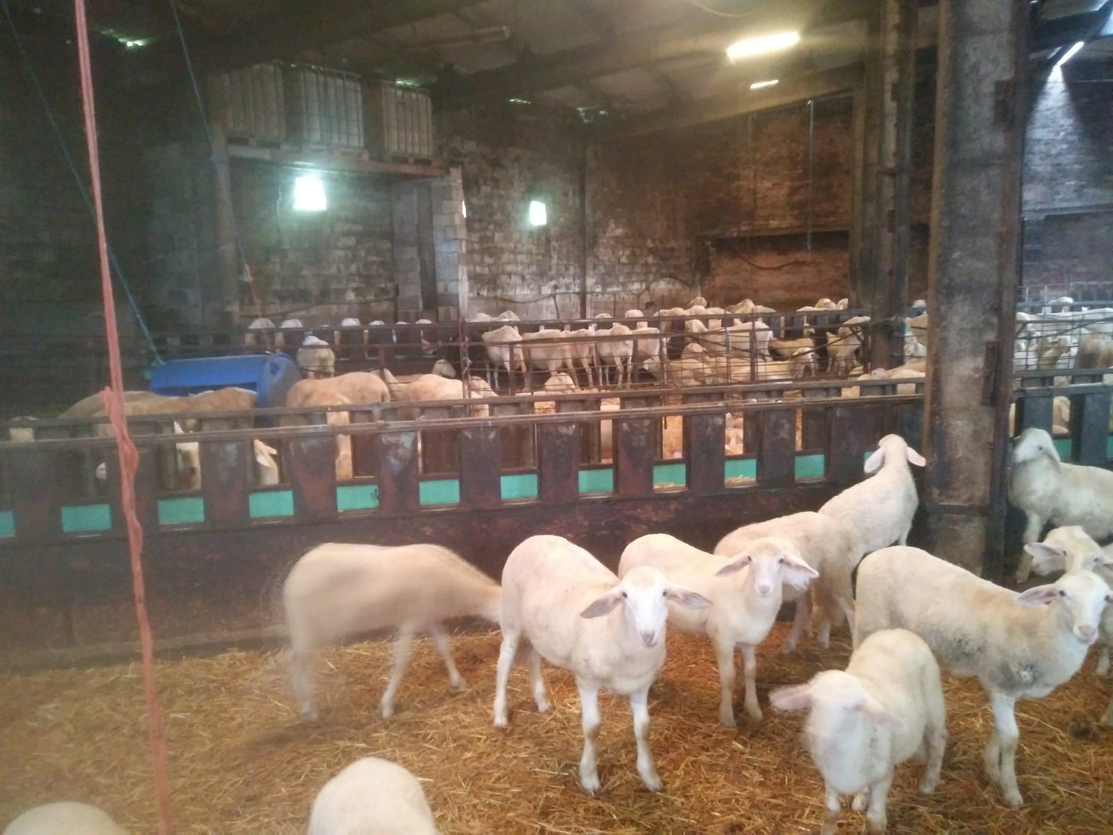 UPA y FADEMUR coaboran con Red Eléctrica donando 50 lechazos a Lovepamur y Fundación San Cebrían UPA y FADEMUR coaboran con Red Eléctrica donando 50 lechazos a Lovepamur y Fundación San Cebrían