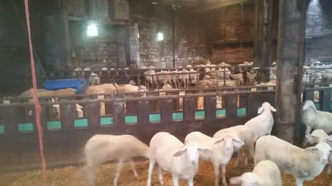 UPA y FADEMUR coaboran con Red Eléctrica donando 50 lechazos a Lovepamur y Fundación San Cebrían Coronavirus